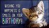 birthday kitten.jpg