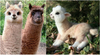 alpaca.png