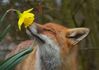 fox smelling flower.jpg