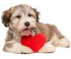 Cute-Dog-with-Heart.jpg