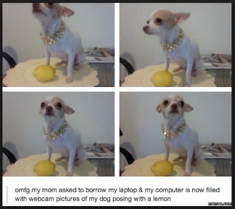 doglemons.jpg