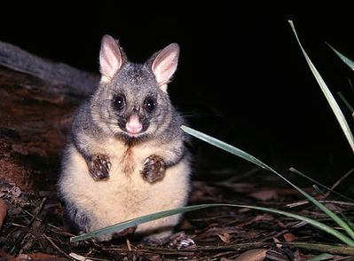 BrushtailPossum.jpg