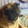 Pug with eyelashes funny dog picture.jpg