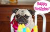 Happy-Birthday-Pug-Wish-600x389.jpg