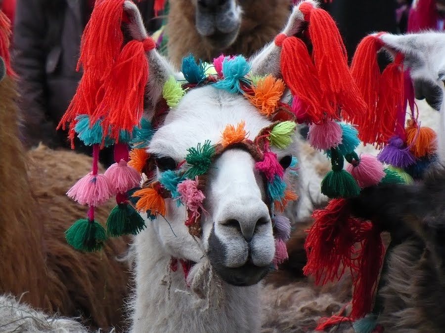 llama