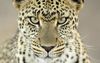 jaguar-animal-face-wallpaper-2.jpg