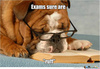 even-my-dog-hates-exams_o_1640793.jpg