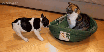 post-56312-puppy-dog-tries-to-reclaim-bed-QMxB.gif