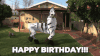 Happy Birthday dancing zebra.gif