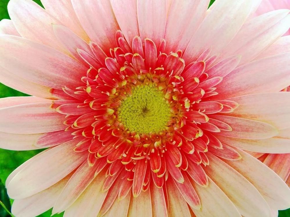 gerbera_daisy_closeup_1024x_768__jpg_Wallpaper_exx38.jpg