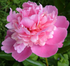 pink peony