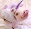 unicorn pig.jpg