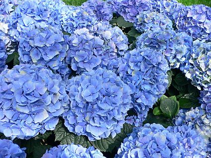 blue-hydrangea_49.jpg