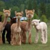 baby llamas.jpg