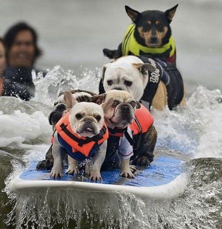 surf-dog.jpg