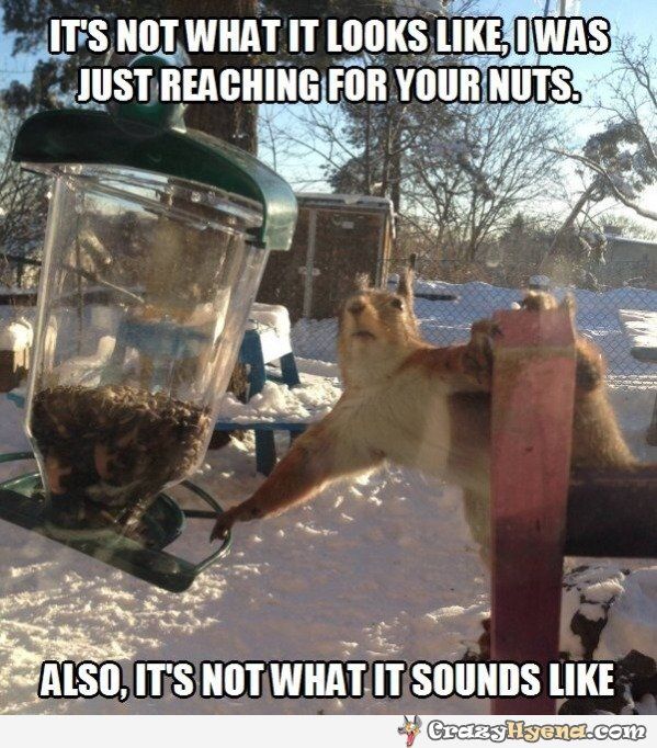 squirrel2.jpg