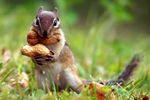 Squirrel-Eating-The-Nut.jpg