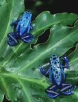 blue_dart_poison_frogs_lg.jpg