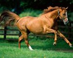 wallpapers-horses.jpg