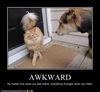 AwkwardLolcats1.jpg