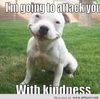 Pittbull-is-funny.jpg