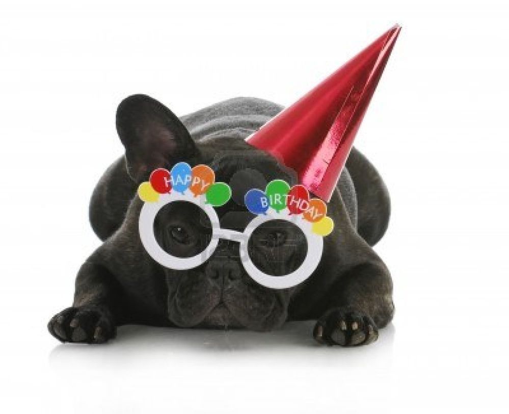 10273564-birthday-dog--french-bulldog-wearing-happy-birthday-glasses-and-hat-on-white-background (1).jpg