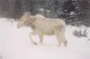 Spotted albino moose