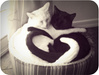 black-and-white-cat-cats-cute-heart-hug-Favim.com-108014_large.jpg