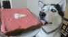 husky licks cake.JPG