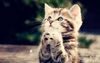 Please_I_Want_Love-Cute_little_kitty_cat_living_wallpaper_1440x900.jpg