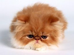 fat-persian-kitten.jpg