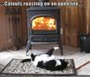 cat-roasts-by-fire.jpg