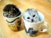 kitties in cups.jpg