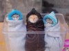 baby kitties.jpg