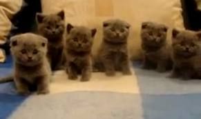 grey kitties.jpg