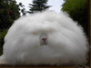 fluffy-bunny.jpg