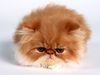 fat-persian-kitten.jpg