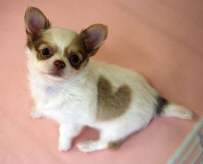 puppy_heart_1sm.jpg