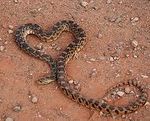 snake heart.jpg