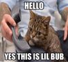 lil-bub-takes-a-call-the-kitten-with-dwarfism-7148.jpg