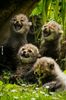 Baby-cheetahs-laughing.jpg