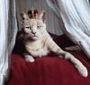 portrait-of-white-cat-with-crown-on-head-by-sigi-kolbe.jpg