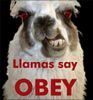 158400d1267118631-try-look-without-smiling-llama-obey-2606270743520E504B6DF0AC3FE30327.jpg