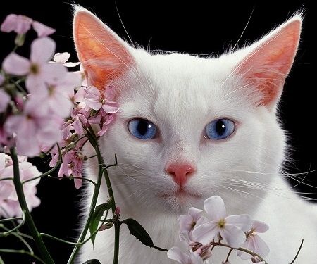 White cat Sephora.jpg