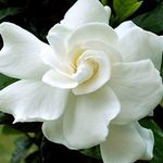 10684-August-Beauty-Gardenia.jpg