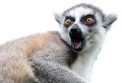 SurprisedLemur