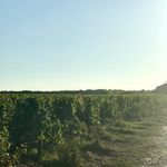 Here's a photo of the vineyard in front of the hotel where they grow the grapes for the winery and the Caudalie skincare products.