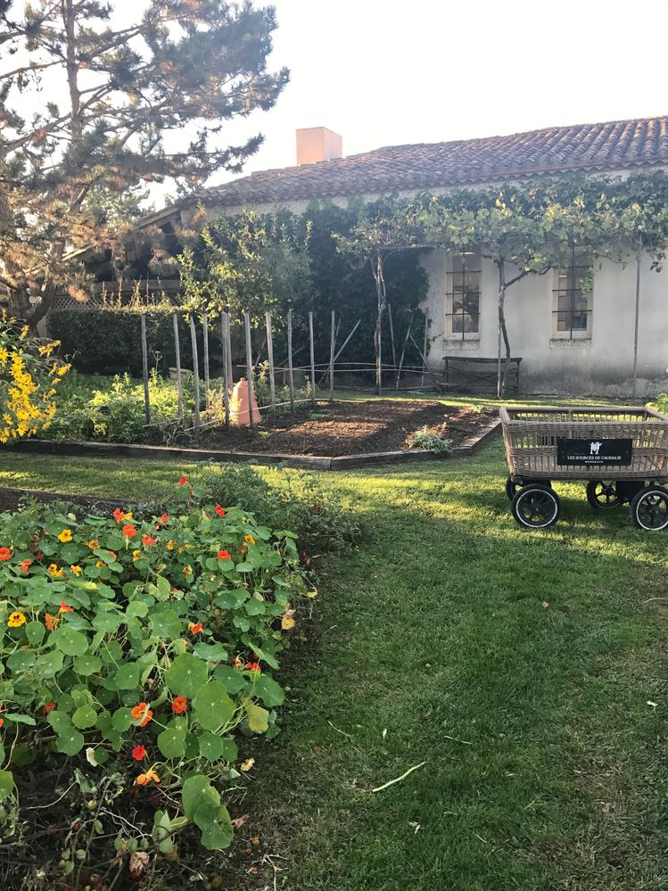 This is the garden behind the restaurant where they grow their produce.