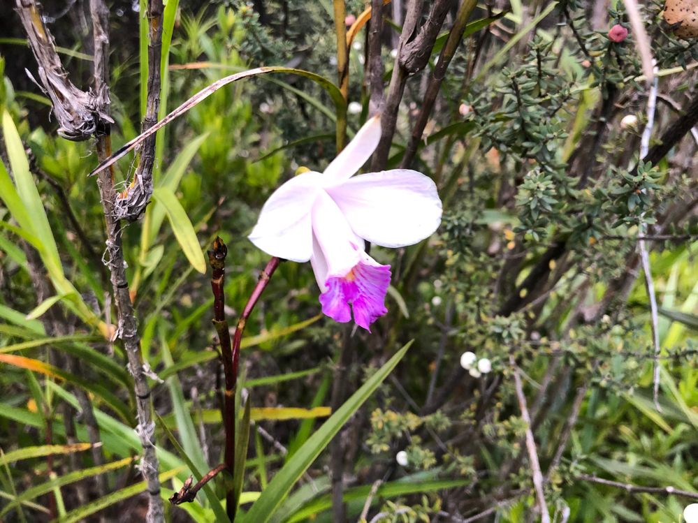 Wild orchid in Volvano National Park