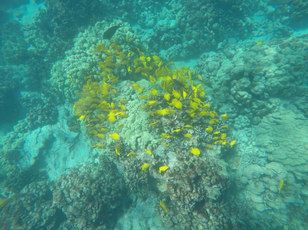 School of yellow tangs in Two Step